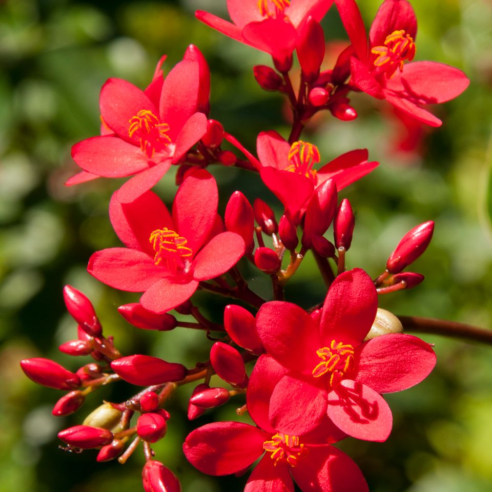 Rc red flowers2 12