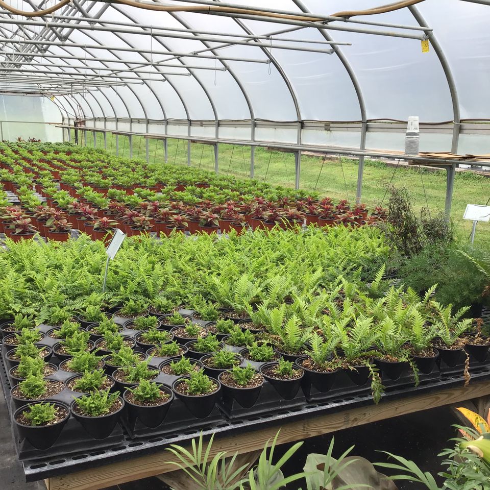 Maytown Gardens Greenhouse Marietta