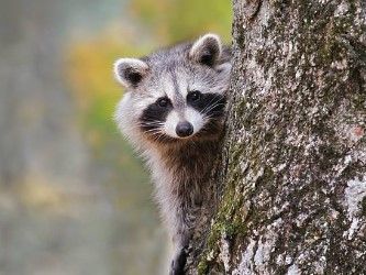 Long Island Wildlife Control opossum, racoon, squirrel, bat, bird, skunk, moles, voles, groundhog capture