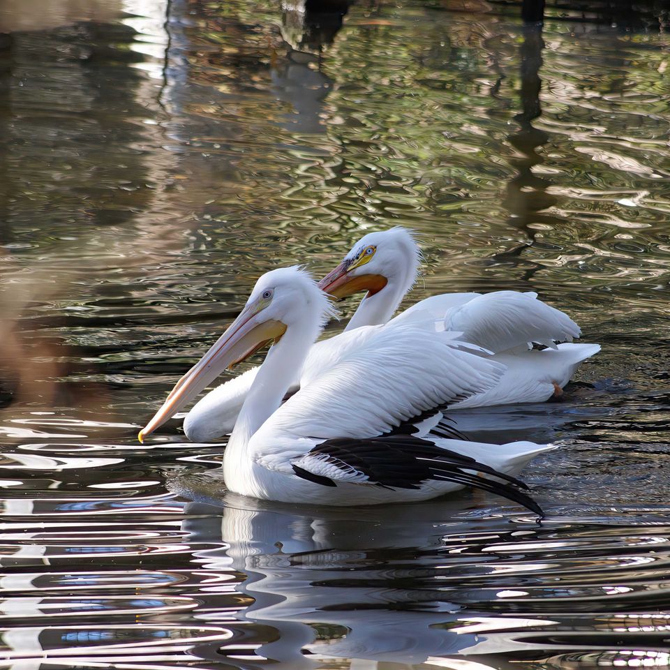 Wading copy