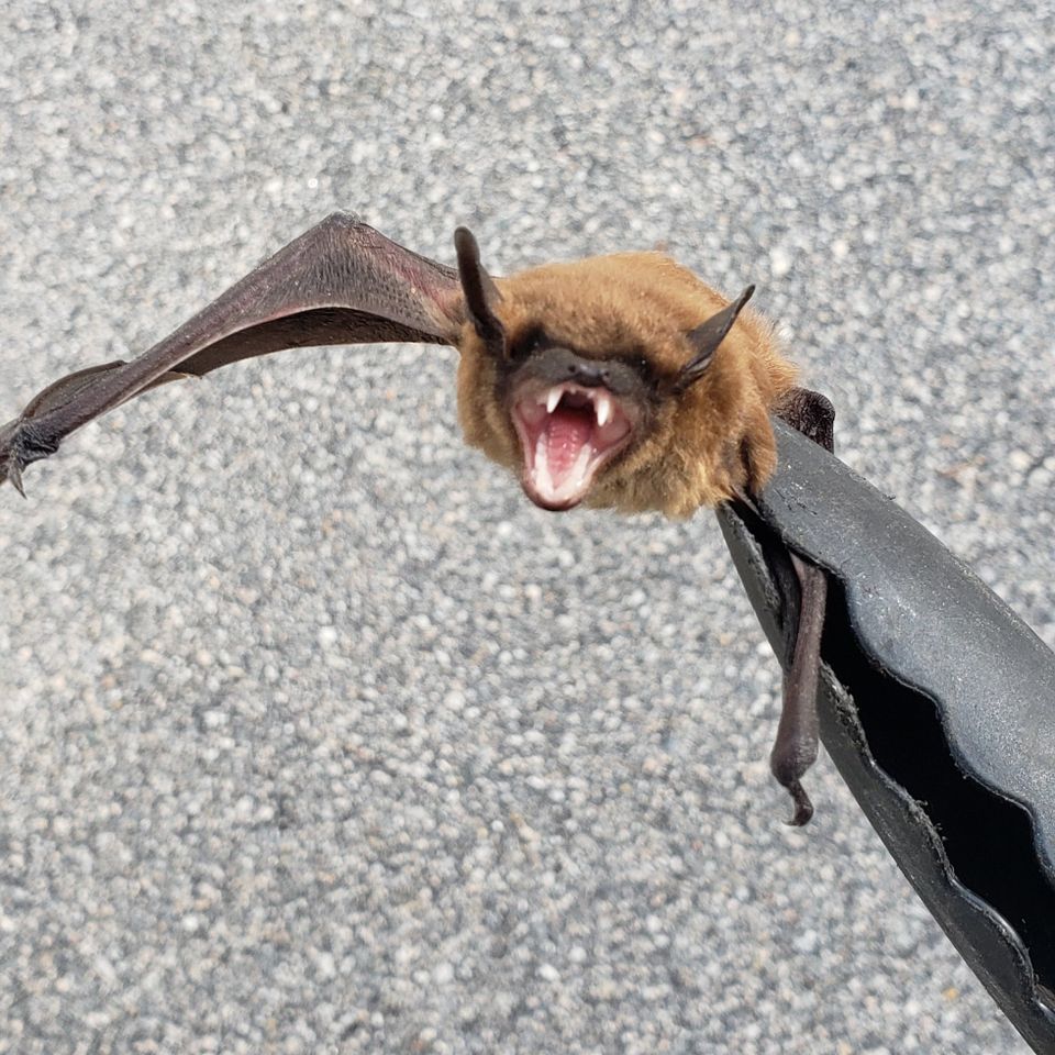 490043137 1202508865218882 6478155843642163039 n