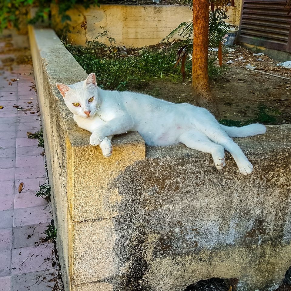 Cat g1ebfc2929 1920