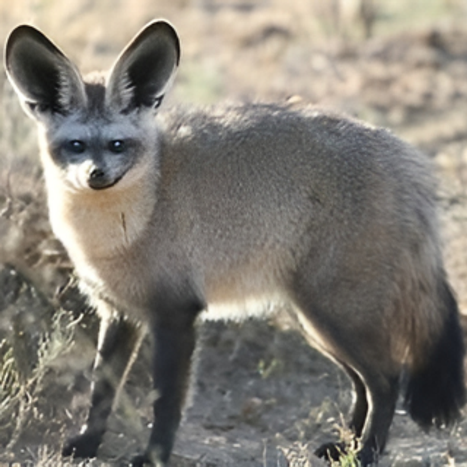 Bat ear fox