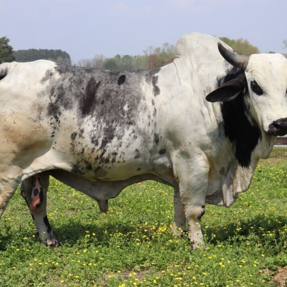 Brahma bull tiny 2