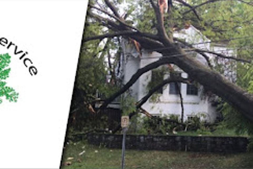 Mt sv3 tree removal