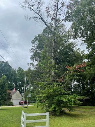 Red oak 1