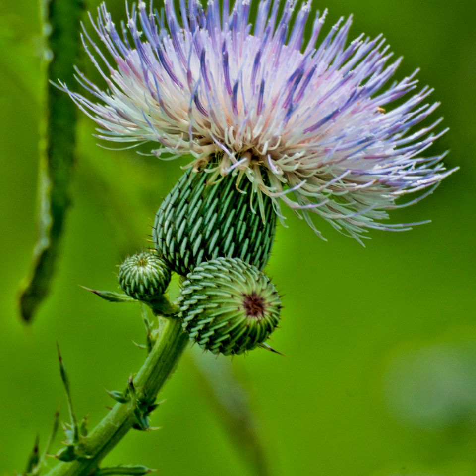 Rc thistle 