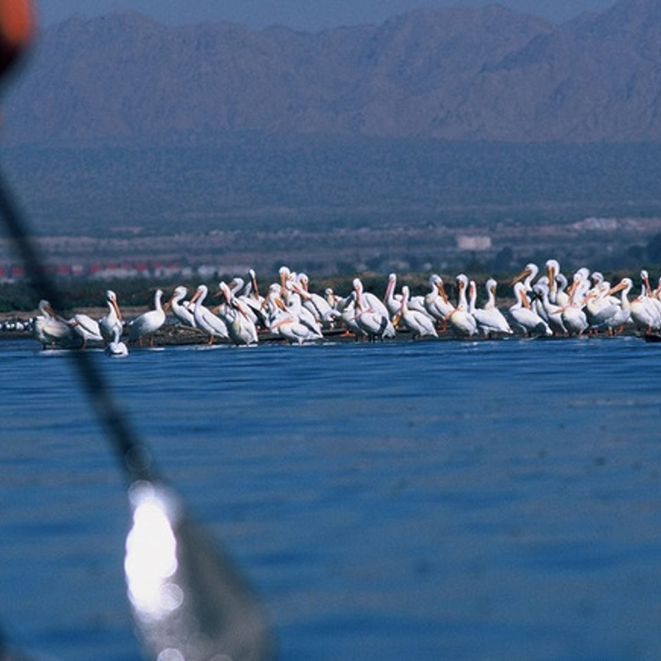 Americanwhitepelicans20140408 15819 1v3gdnz
