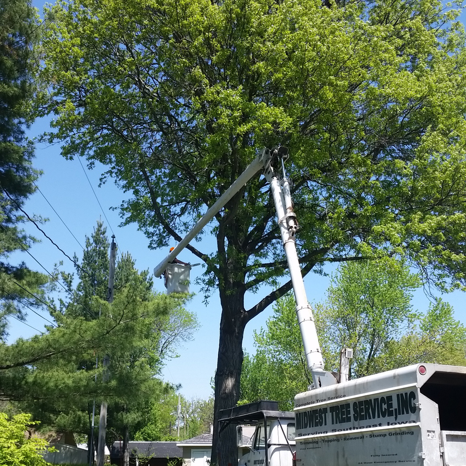 Tree removal