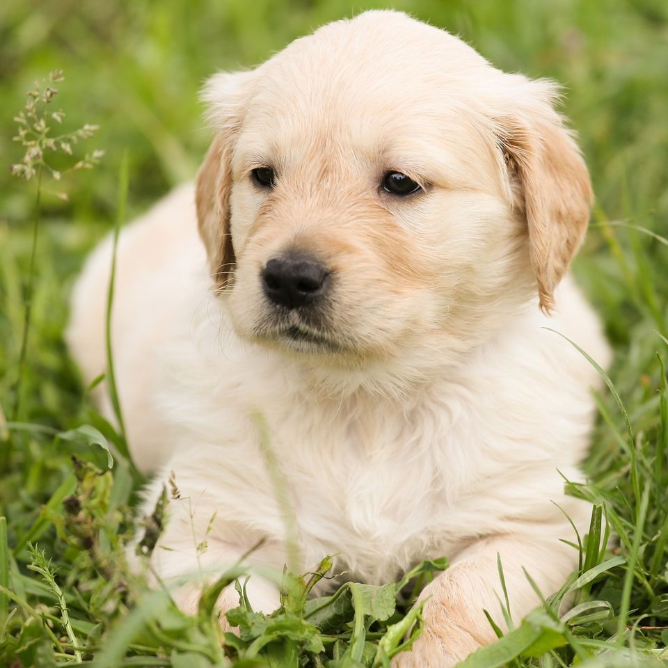 Puppy 57e2d54442 1920
