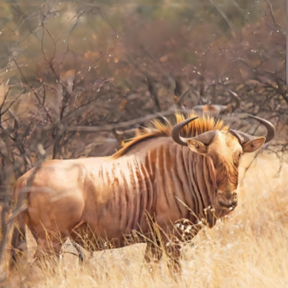 Wildebeest   golden