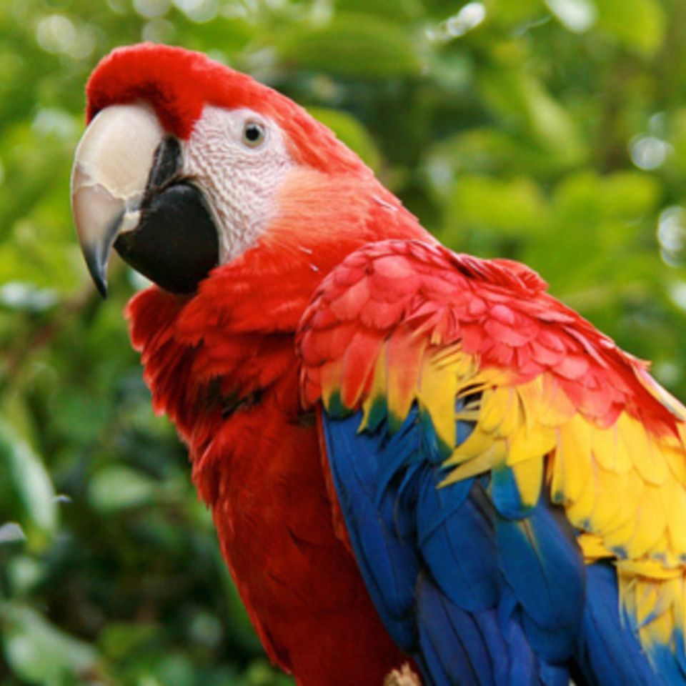 Harry scarlet macaw20130205 22903 1cs5f77 0