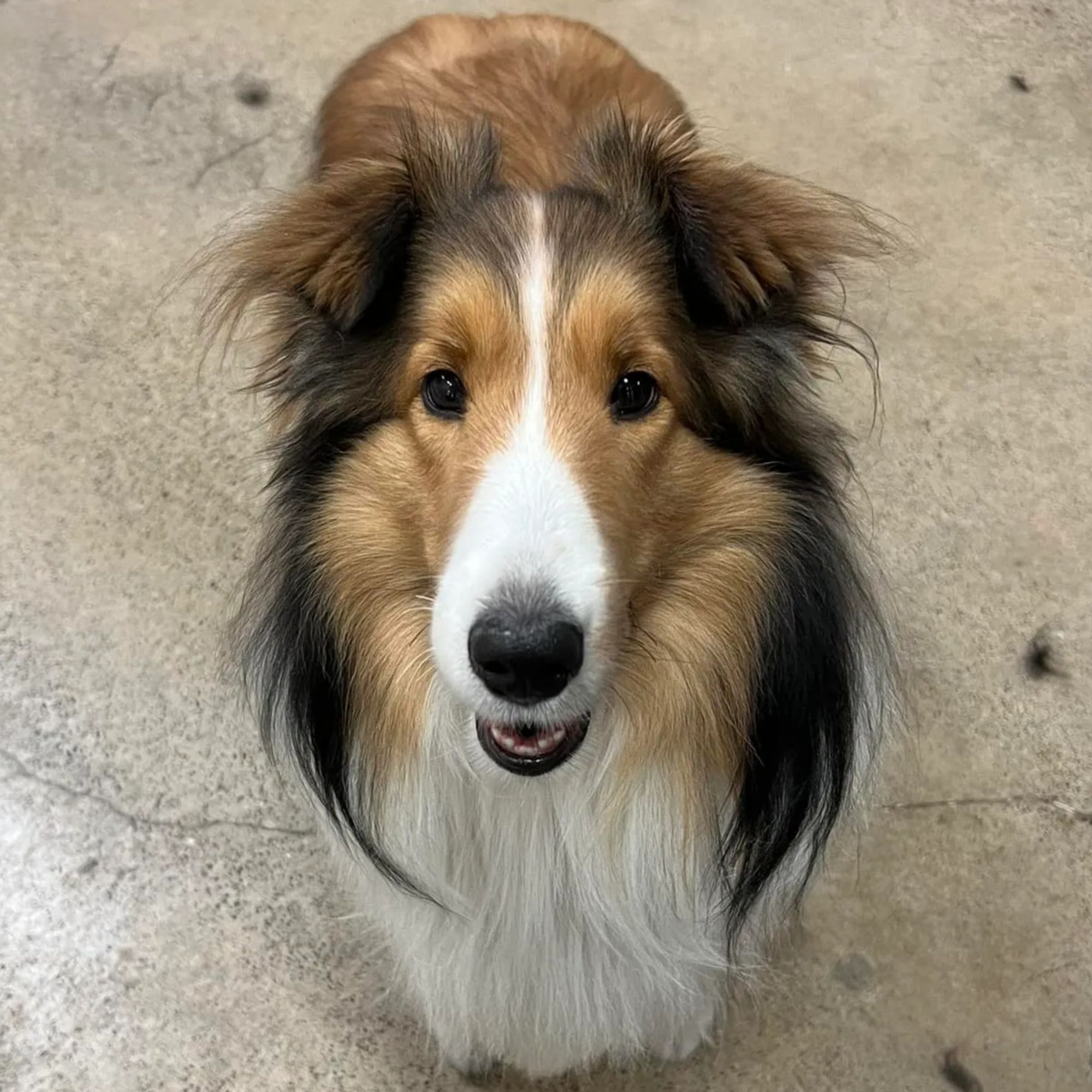 Above & Beyond Pet Grooming