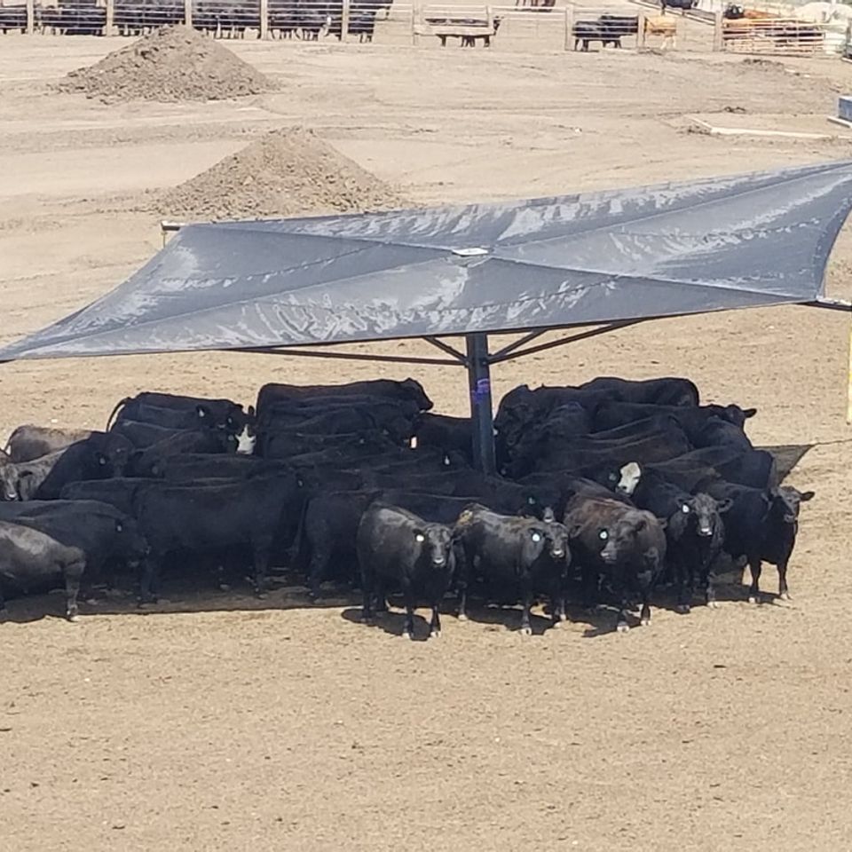 Cattle shade