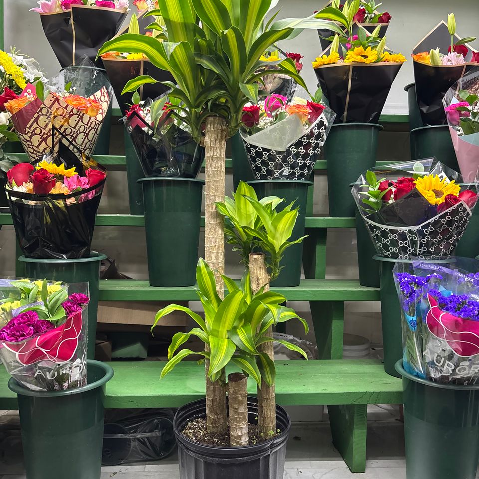 79832026539  7dd969d5 1249 40a8 890e fbe5b73ec966