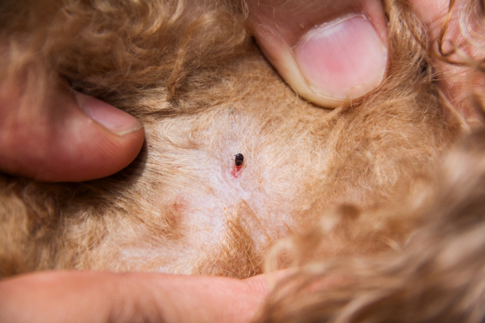 Flea and tick prevention prestige pest solutions