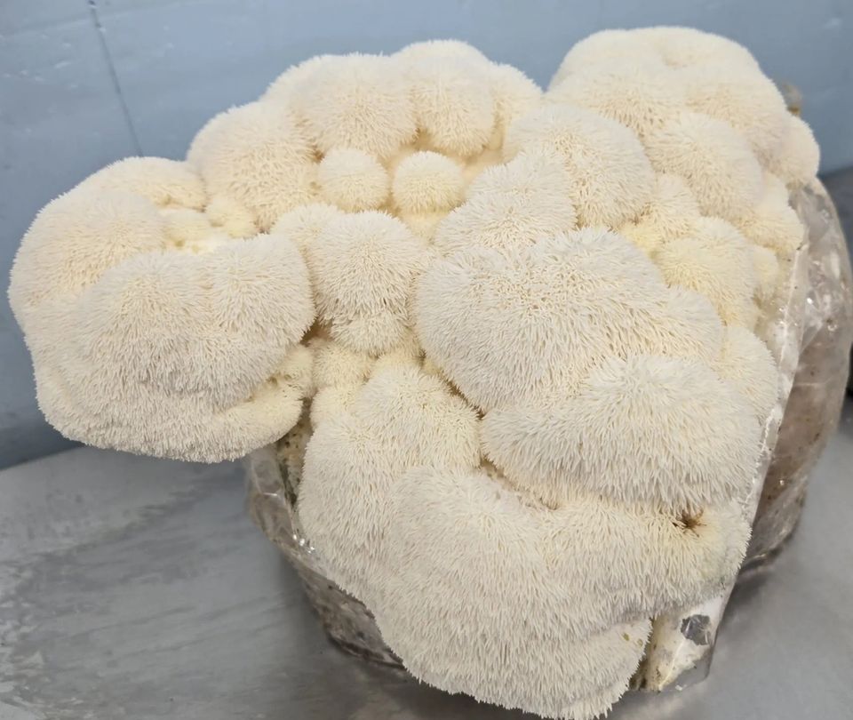 Lions Mane Mushrooms from Fungi Meadows
