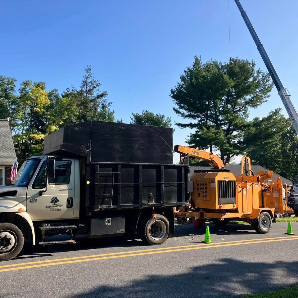Tree removal