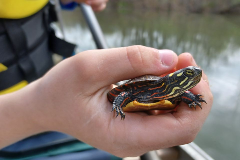 Painted turtle