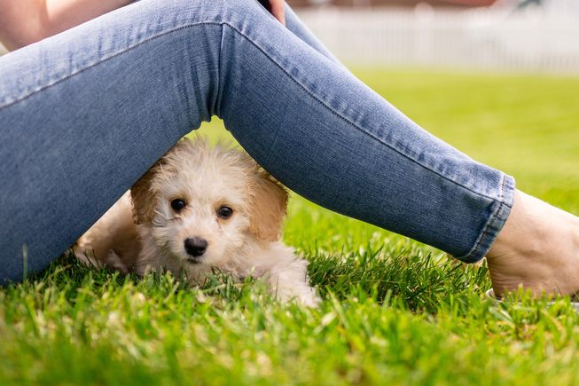 Puppy g734a59804 1920
