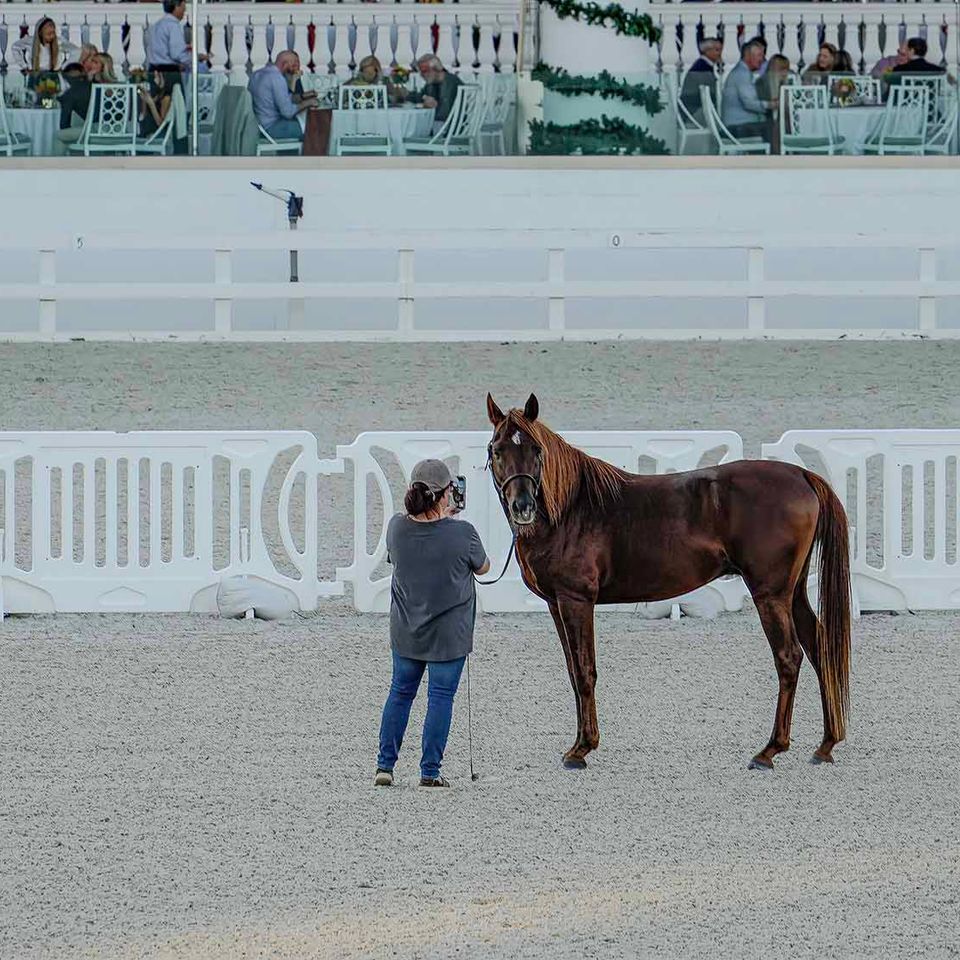 Horse in wec ring keep copy