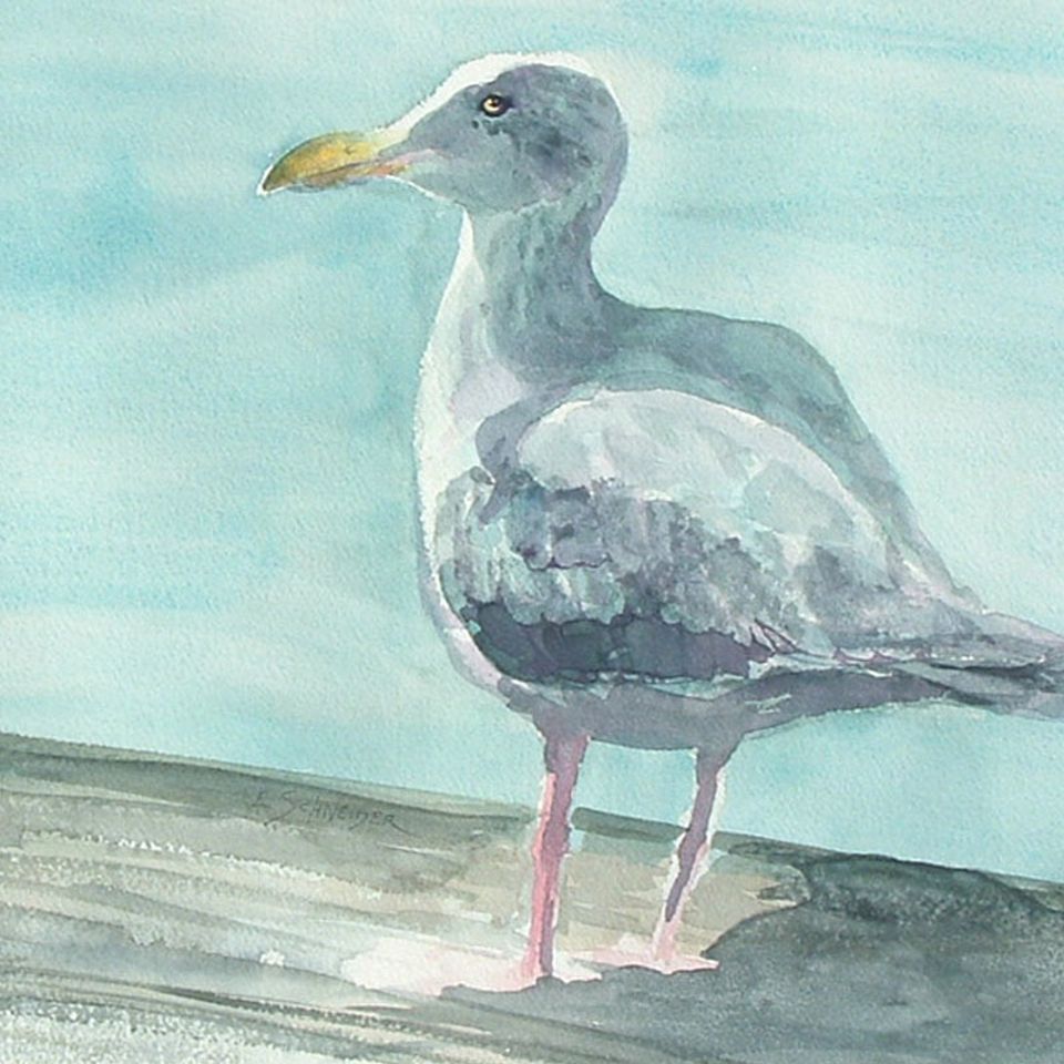 Seagull
