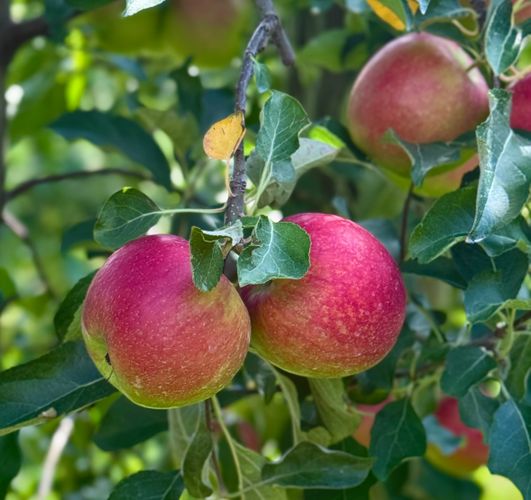 Apples on a branch–Heavy Branch Cider’s commitment to quality, people, and the planet.
