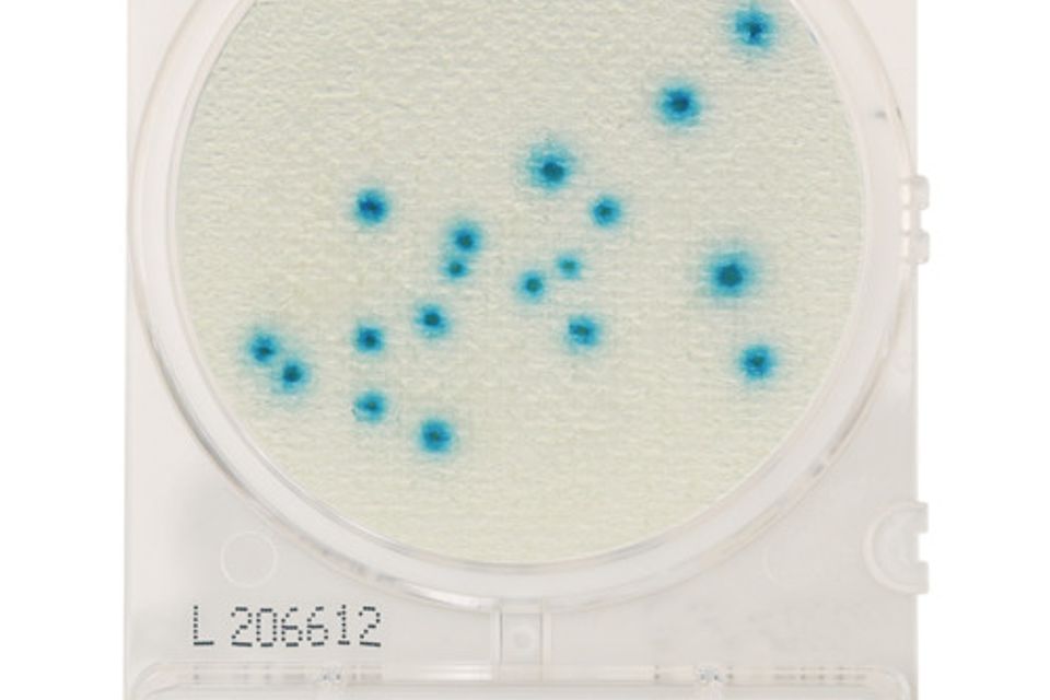 Compact dry bc