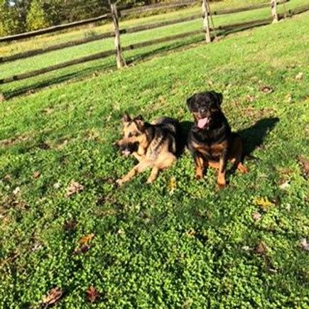 German shepherd and brown black dog