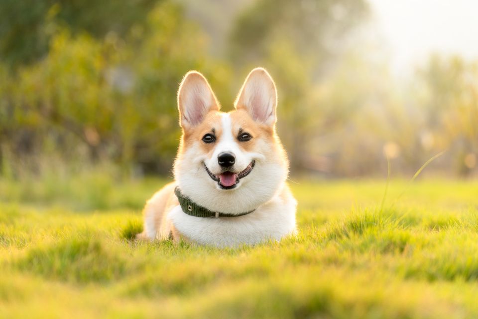 Lucioliu dog ga0ad22102 1920
