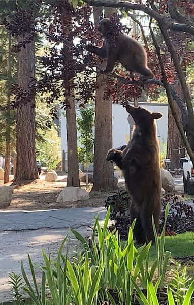 Mama bear and baby bear in front of KPCopy's house stealing cherries from the tree 
