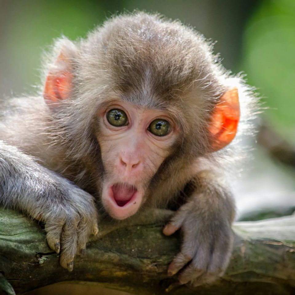 Mobile Petting Zoo primates