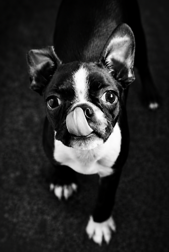 Pet portrait photography