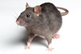 Rat220170212 781 1c8m2e7