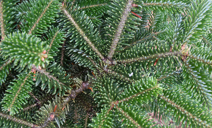 Screenshot 2025 12 04 at 3.50.14 pm