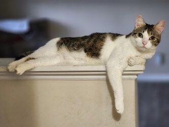 Getattachmentthumbnail (3)