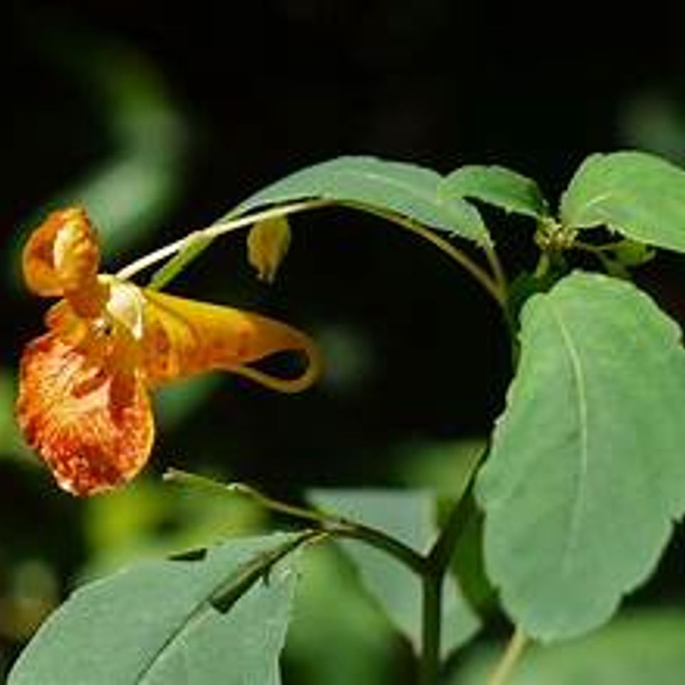 Jewel weed