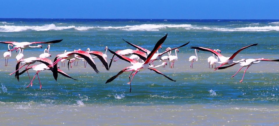 Flamingos g5f7f754f2 1920