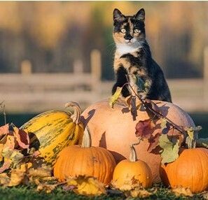 Halloweencat