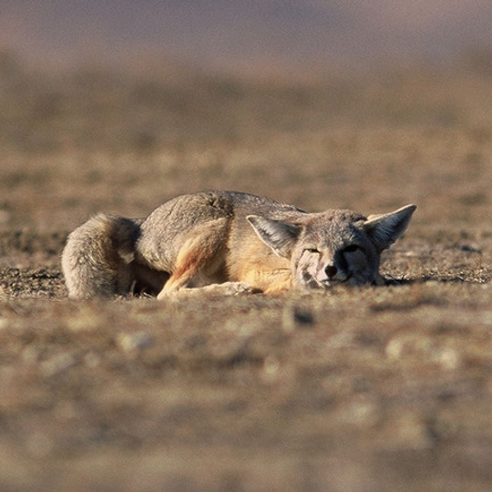 Kit foxes220140408 16843 1vugwqn