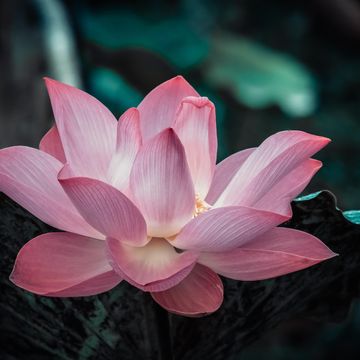 Flower g2458925b0 1920