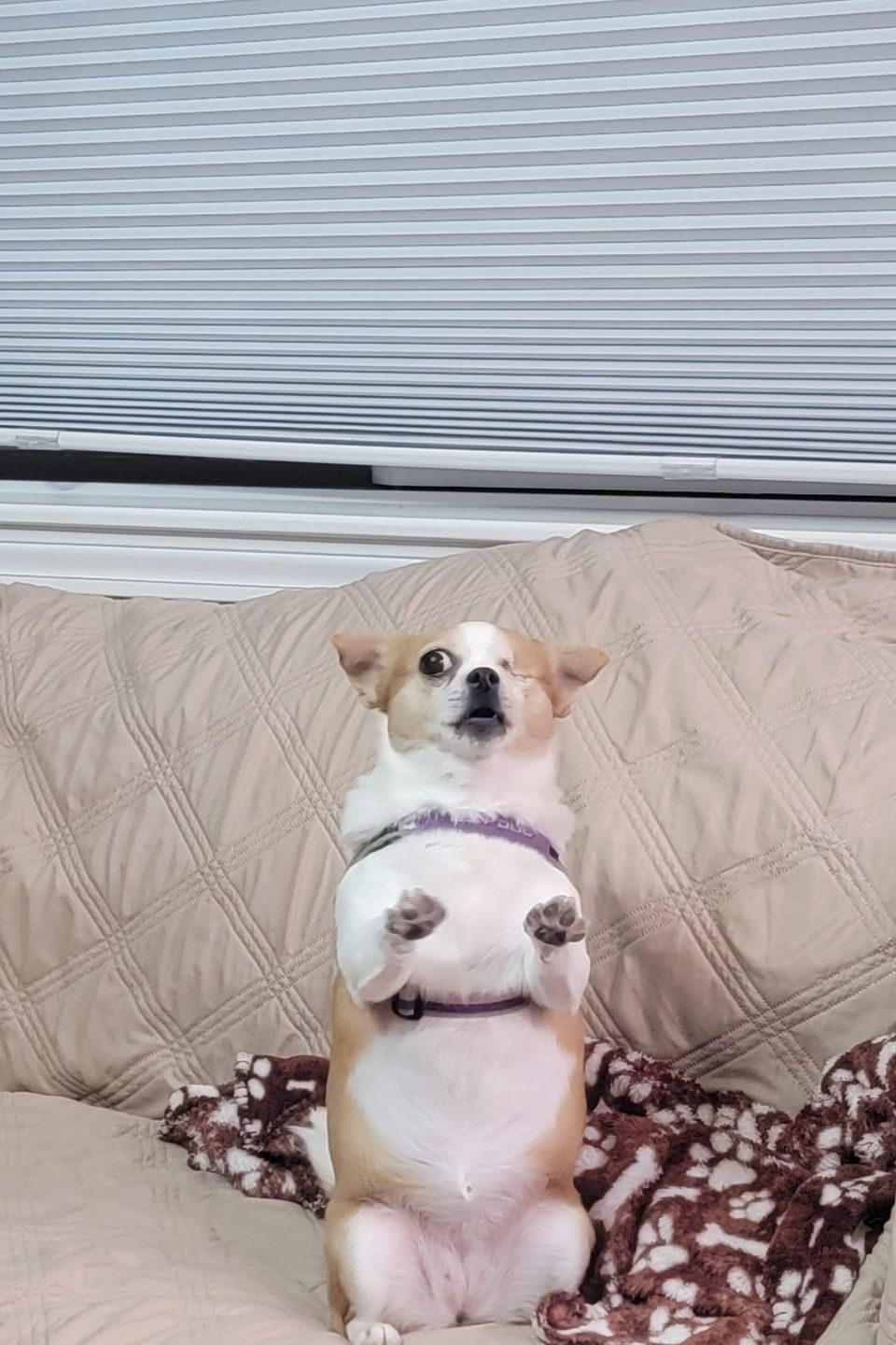Bella