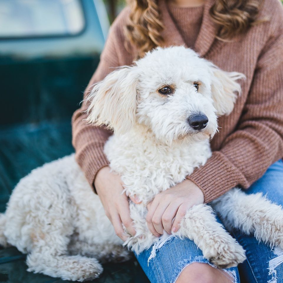 Dog gd218d6b02 1920