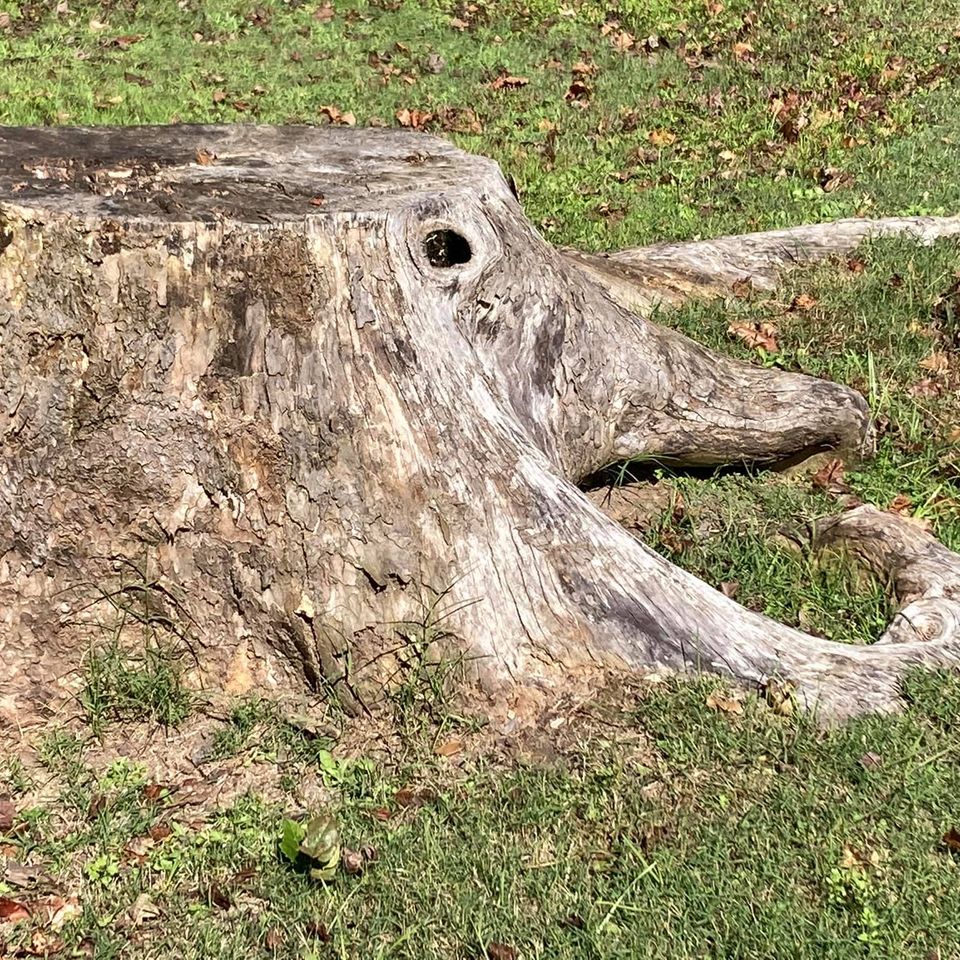 141098486 106744618075611 6454538959259374026 n