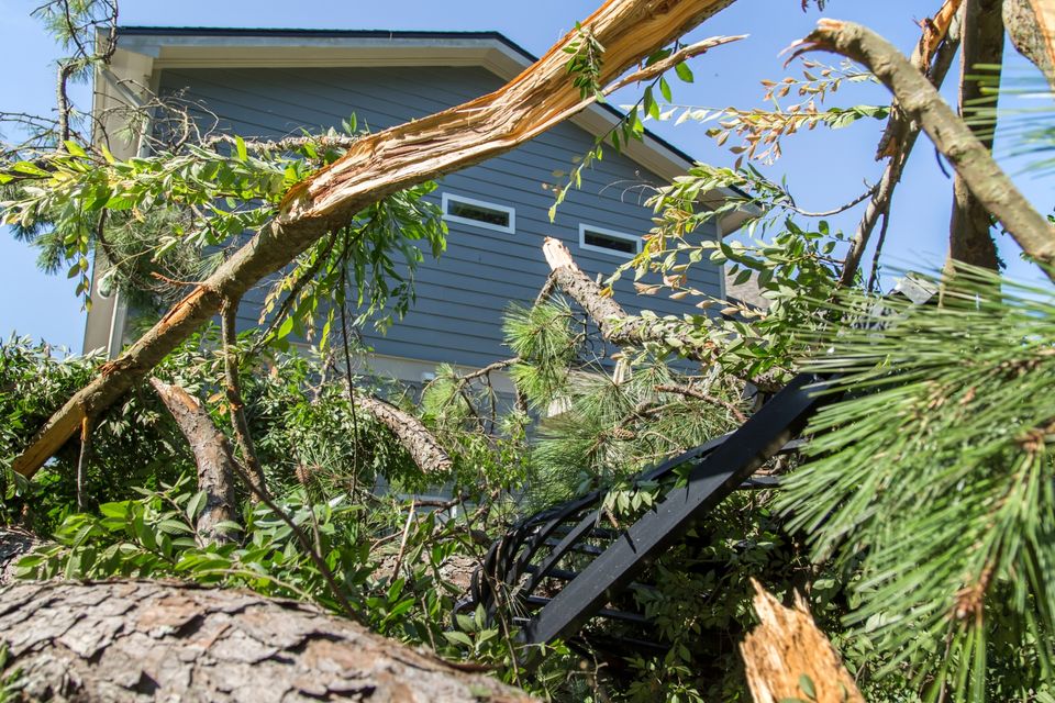Tree insurance work 1