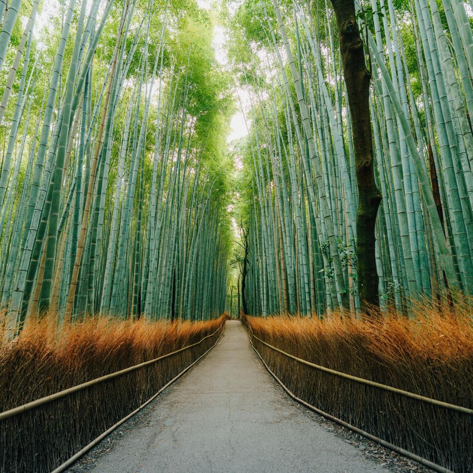 Arashiyama bamboo forest