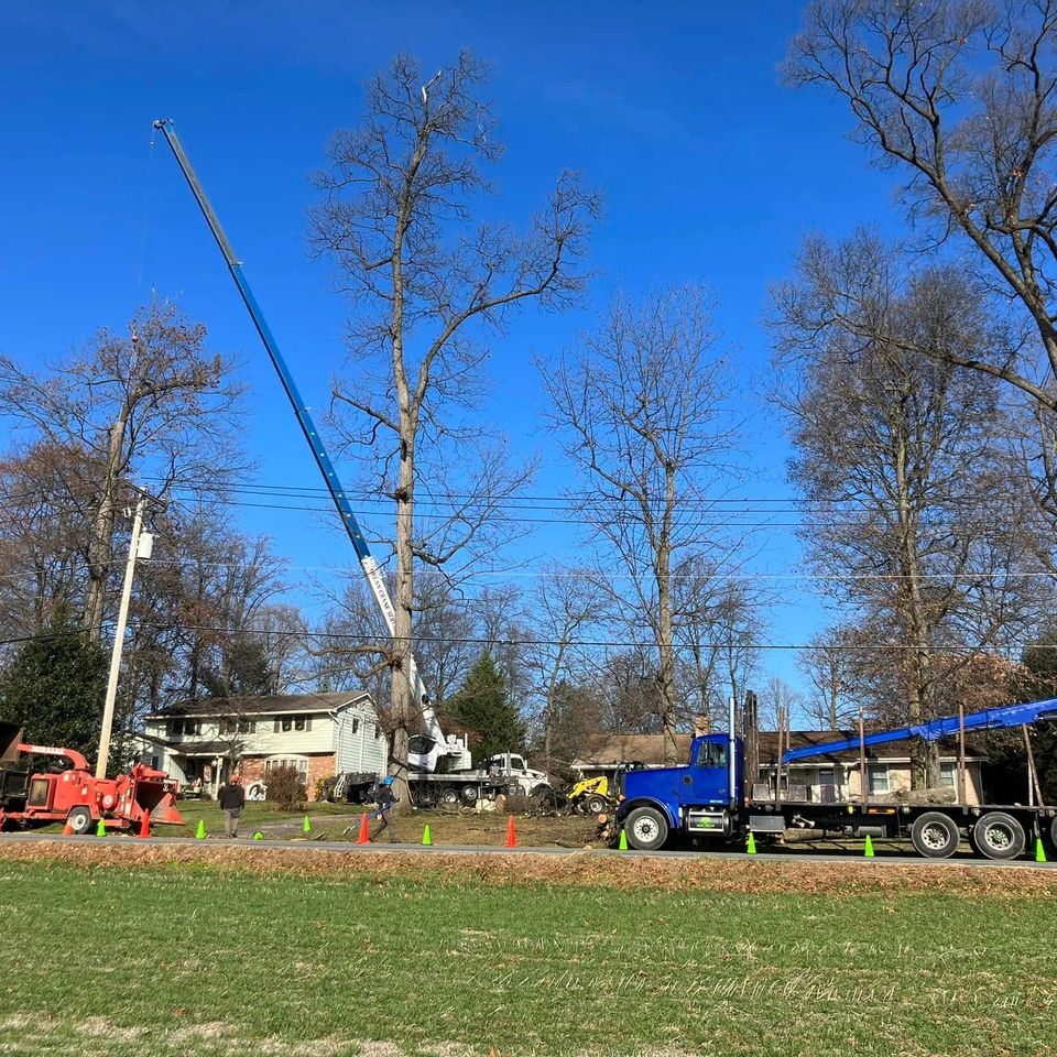 Tree service removal