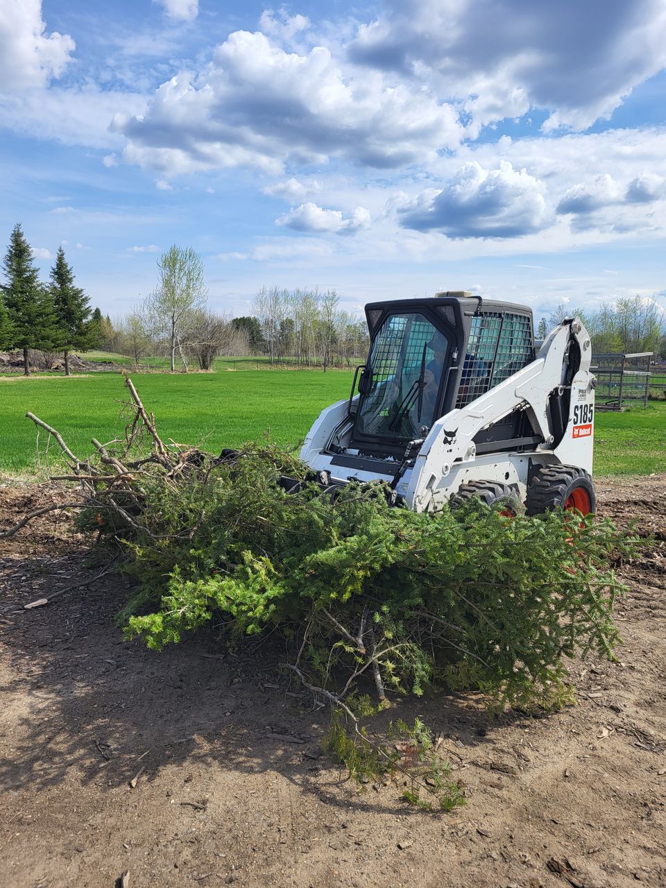 Bobcat and brush