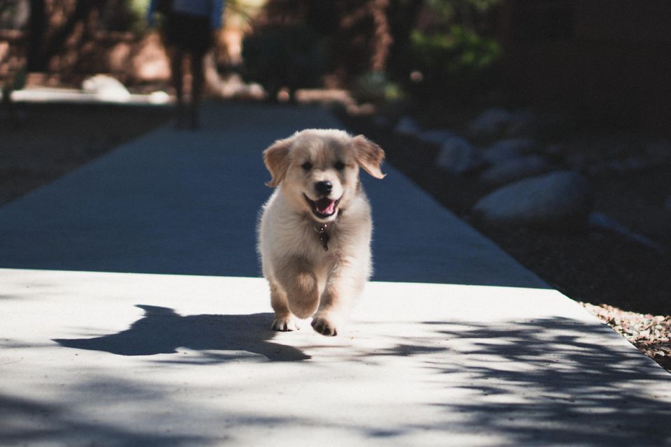 Andrew schultz dtsdd968mpw unsplash