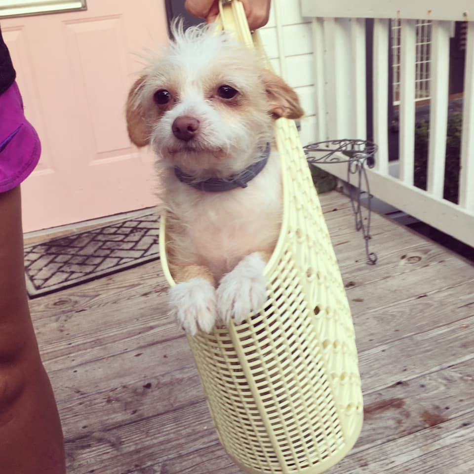 Fluffy white dog being carried in a basket.